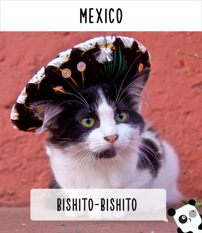 How People Call Cats In Different Countries