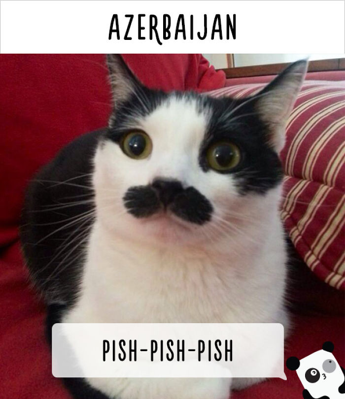 How People Call Cats In Different Countries