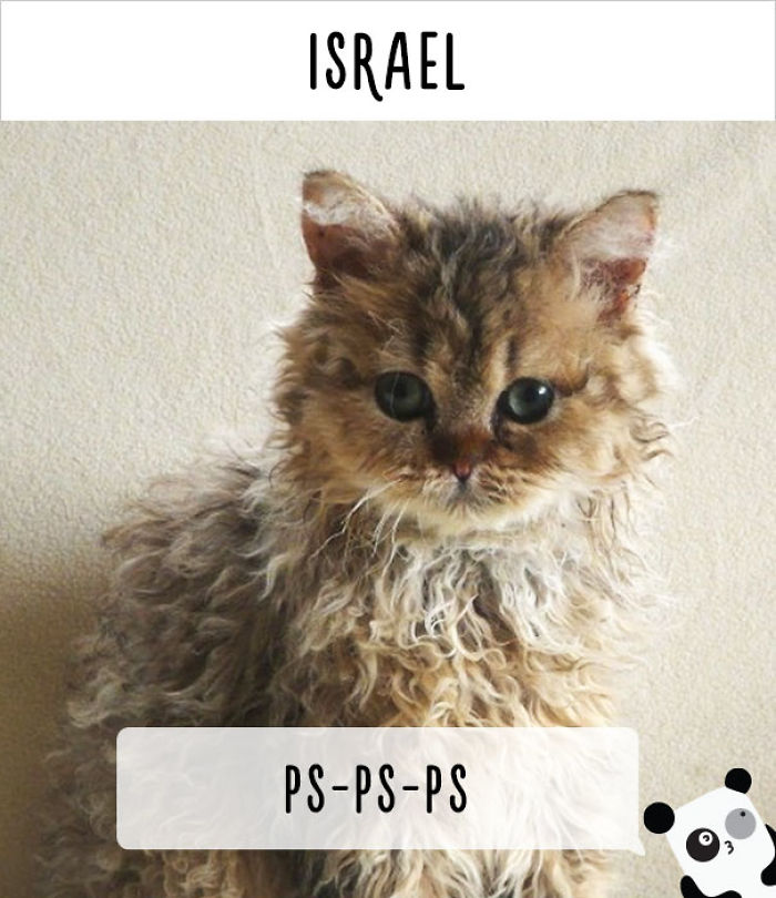 How People Call Cats In Different Countries