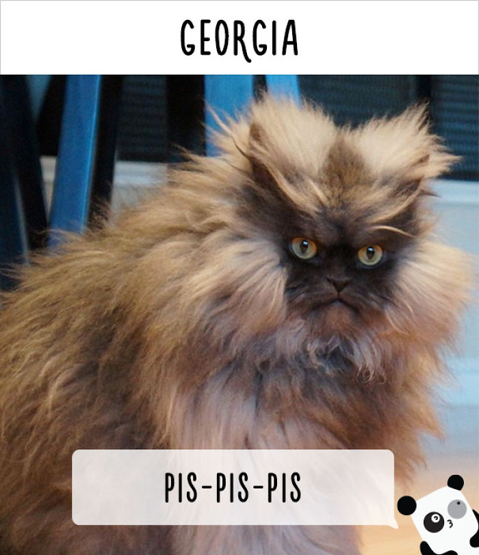How People Call Cats In Different Countries