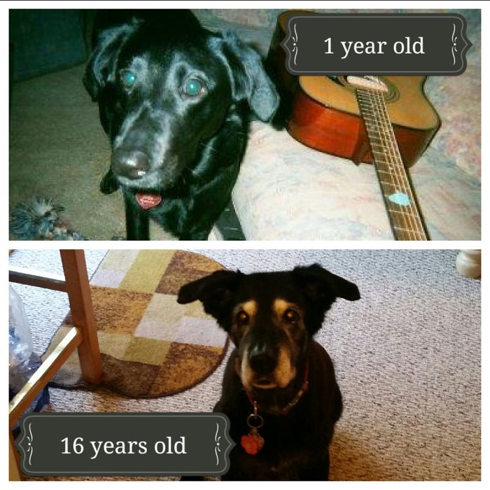 108 Before-And-After Pics Of Dogs And Their Owners Growing Up Together