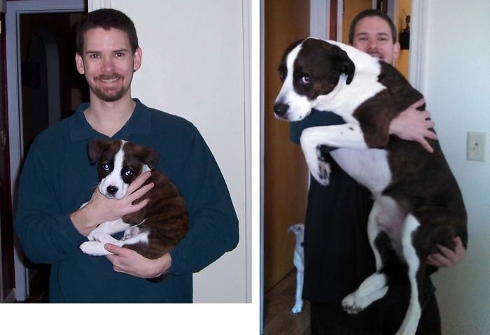 108 Before-And-After Pics Of Dogs And Their Owners Growing Up Together