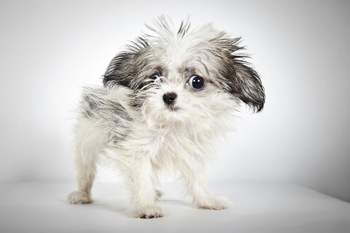Fashion Photographer Helps Abandoned Dogs Find &#8220;Forever Homes&#8221;