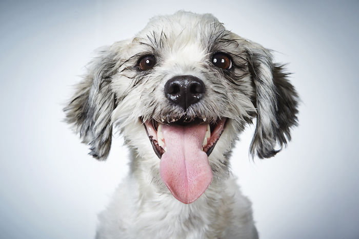 Fashion Photographer Helps Abandoned Dogs Find &#8220;Forever Homes&#8221;