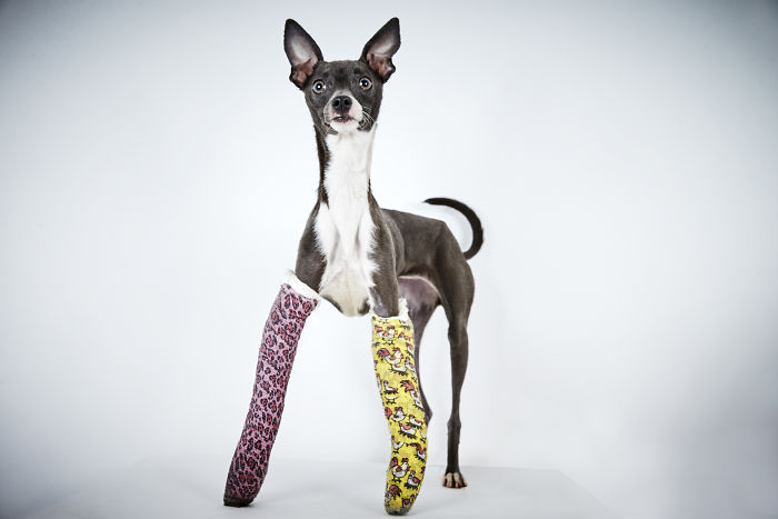 Fashion Photographer Helps Abandoned Dogs Find &#8220;Forever Homes&#8221;