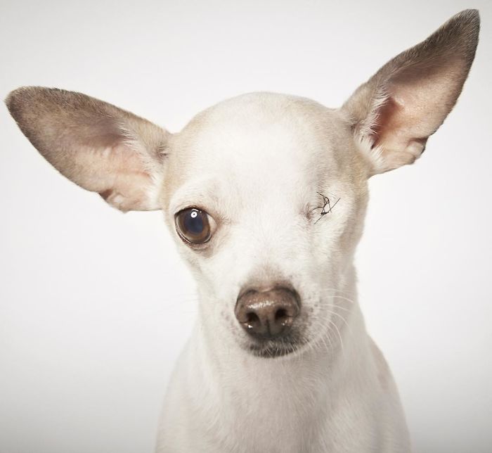 Fashion Photographer Helps Abandoned Dogs Find &#8220;Forever Homes&#8221;