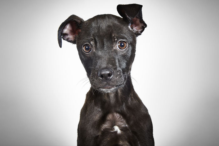 Fashion Photographer Helps Abandoned Dogs Find &#8220;Forever Homes&#8221;