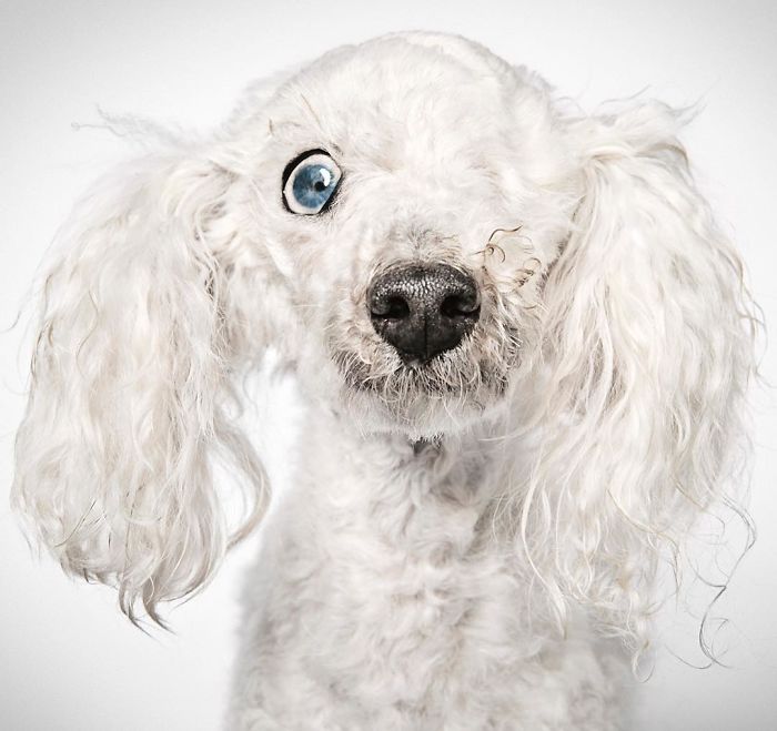 Fashion Photographer Helps Abandoned Dogs Find &#8220;Forever Homes&#8221;