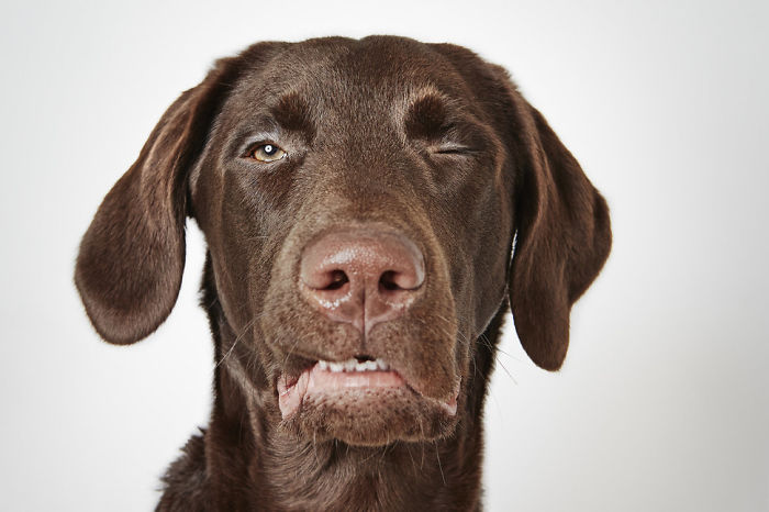 Fashion Photographer Helps Abandoned Dogs Find &#8220;Forever Homes&#8221;