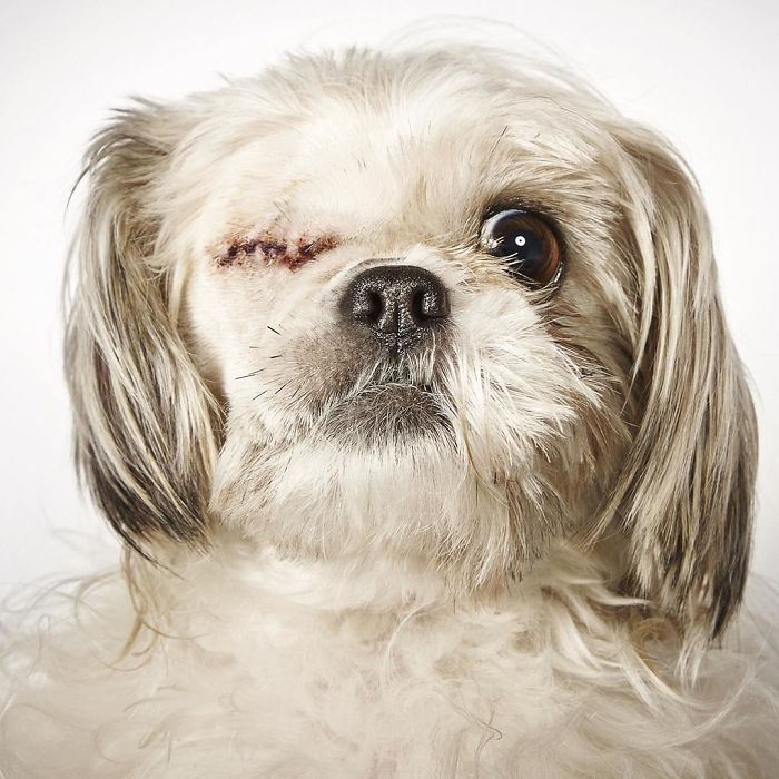 Fashion Photographer Helps Abandoned Dogs Find &#8220;Forever Homes&#8221;