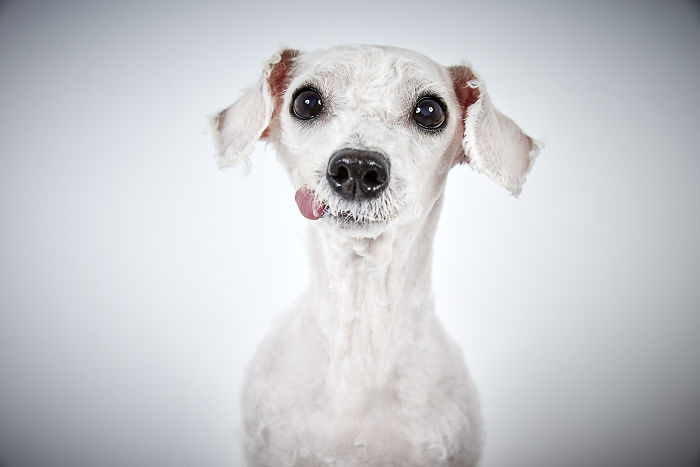 Fashion Photographer Helps Abandoned Dogs Find &#8220;Forever Homes&#8221;
