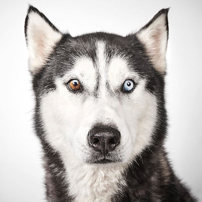 Fashion Photographer Helps Abandoned Dogs Find &#8220;Forever Homes&#8221;