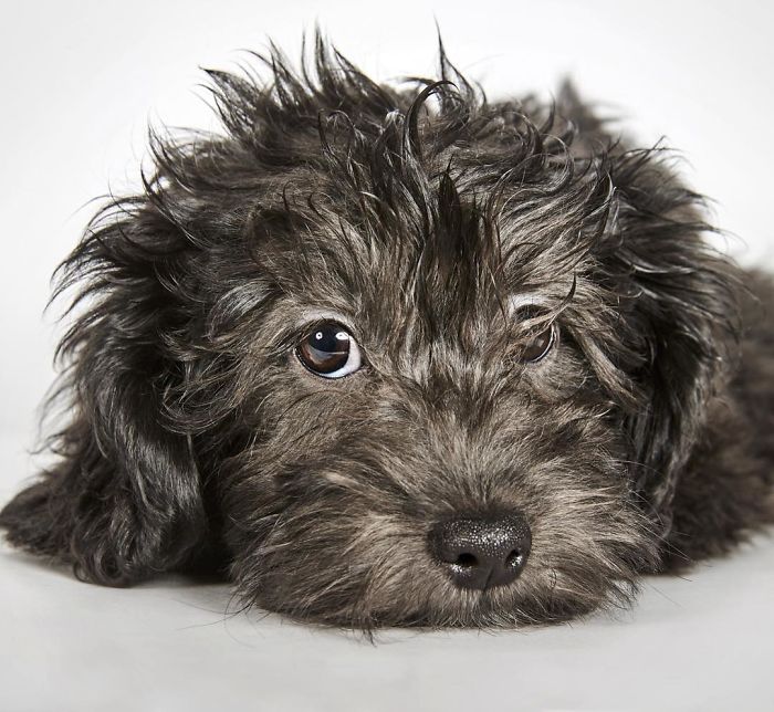 Fashion Photographer Helps Abandoned Dogs Find &#8220;Forever Homes&#8221;