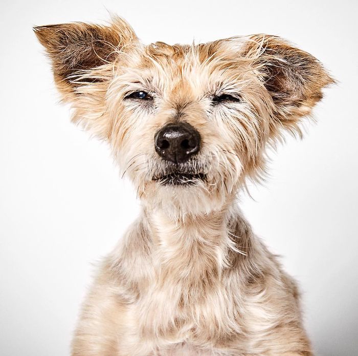 Fashion Photographer Helps Abandoned Dogs Find &#8220;Forever Homes&#8221;