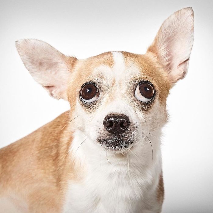 Fashion Photographer Helps Abandoned Dogs Find &#8220;Forever Homes&#8221;
