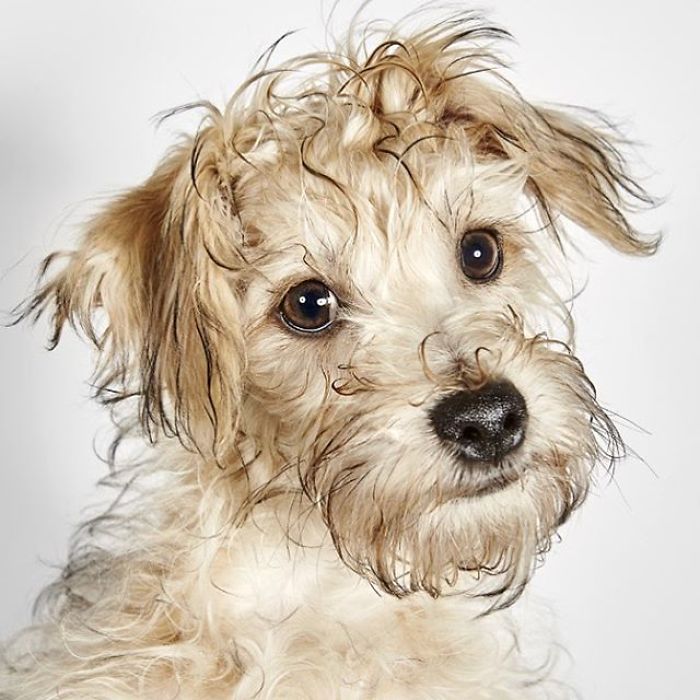 Fashion Photographer Helps Abandoned Dogs Find &#8220;Forever Homes&#8221;