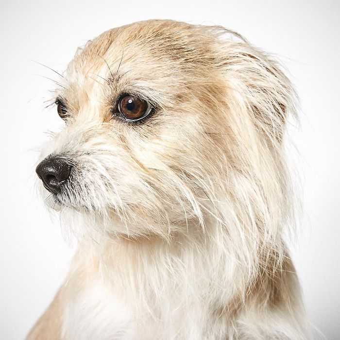 Fashion Photographer Helps Abandoned Dogs Find &#8220;Forever Homes&#8221;