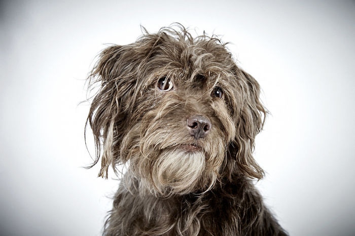 Fashion Photographer Helps Abandoned Dogs Find &#8220;Forever Homes&#8221;