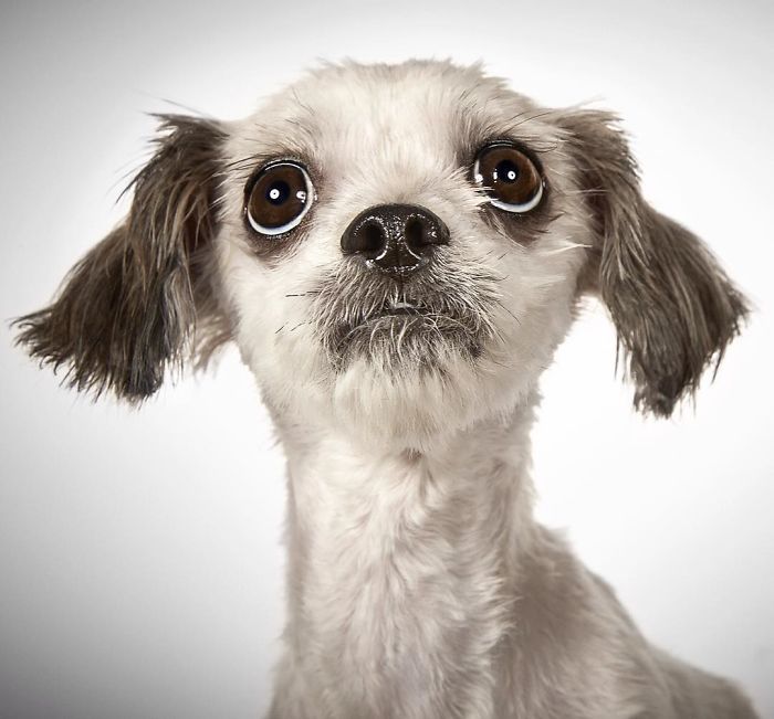 Fashion Photographer Helps Abandoned Dogs Find &#8220;Forever Homes&#8221;