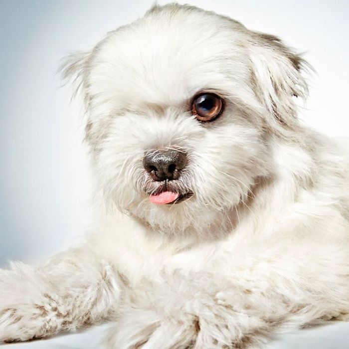 Fashion Photographer Helps Abandoned Dogs Find &#8220;Forever Homes&#8221;
