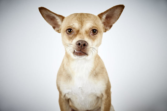 Fashion Photographer Helps Abandoned Dogs Find &#8220;Forever Homes&#8221;