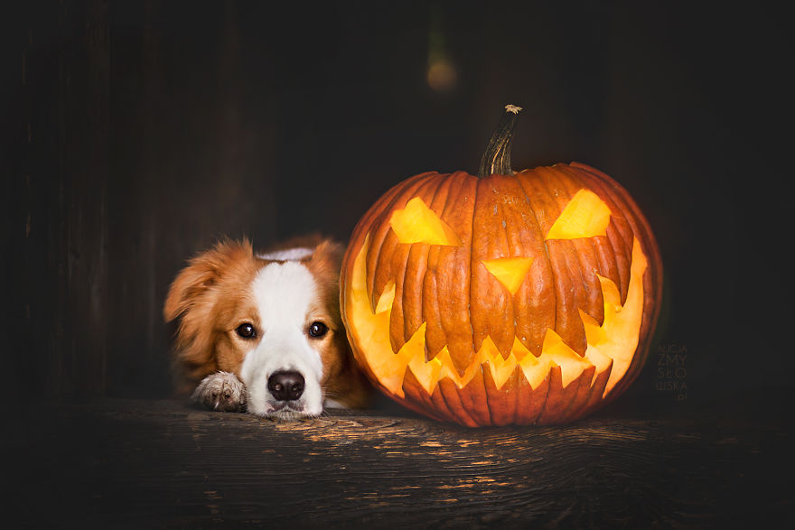 My Dogs And I Found A Place Full Of Pumpkins And Decided To Have Some Fun!