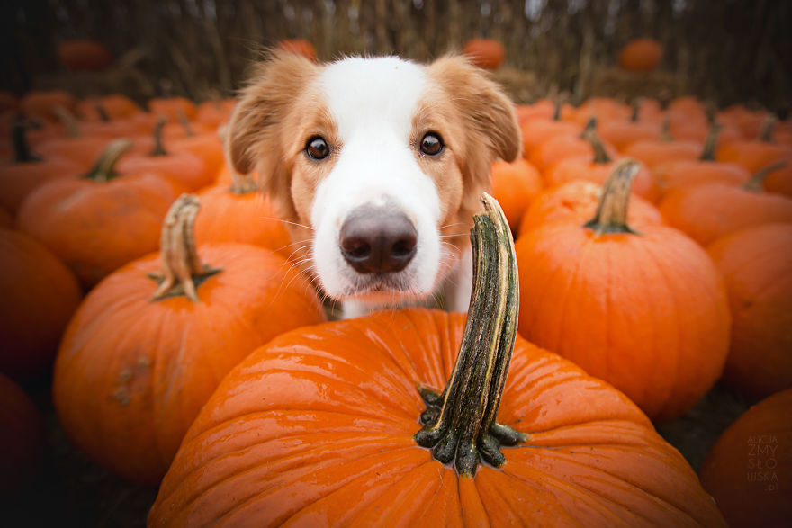 My Dogs And I Found A Place Full Of Pumpkins And Decided To Have Some Fun!