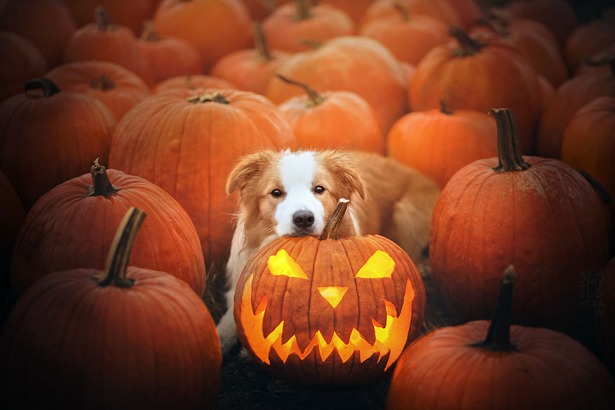 My Dogs And I Found A Place Full Of Pumpkins And Decided To Have Some Fun!