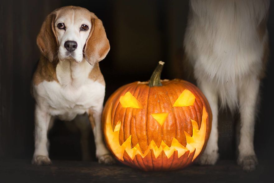 My Dogs And I Found A Place Full Of Pumpkins And Decided To Have Some Fun!