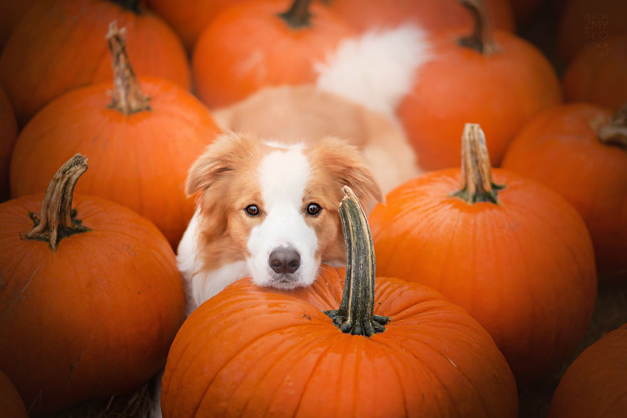 My Dogs And I Found A Place Full Of Pumpkins And Decided To Have Some Fun!