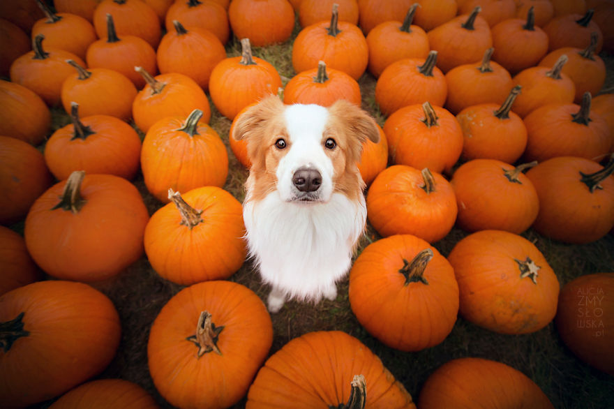 My Dogs And I Found A Place Full Of Pumpkins And Decided To Have Some Fun!