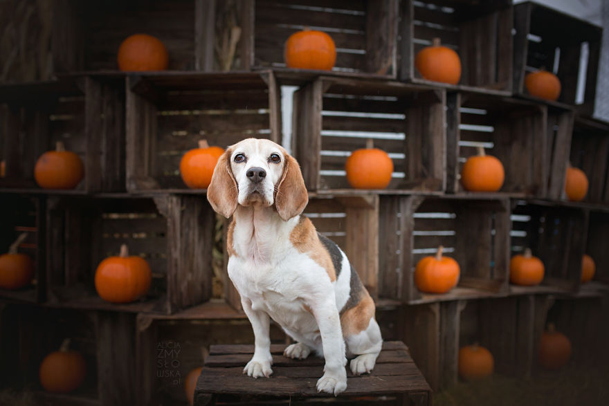 My Dogs And I Found A Place Full Of Pumpkins And Decided To Have Some Fun!