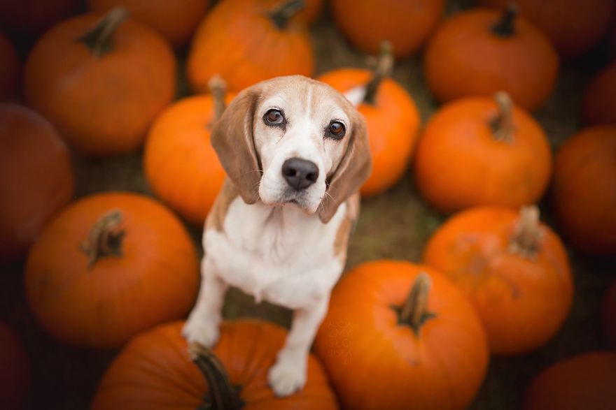 My Dogs And I Found A Place Full Of Pumpkins And Decided To Have Some Fun!