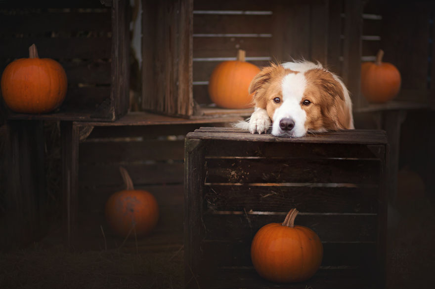 My Dogs And I Found A Place Full Of Pumpkins And Decided To Have Some Fun!