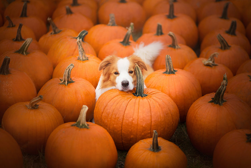 My Dogs And I Found A Place Full Of Pumpkins And Decided To Have Some Fun!