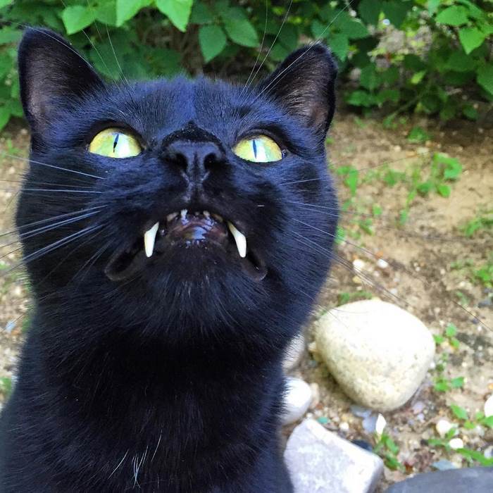 Woman Gets Surprised When Her Rescue Cat Turned Out to Be A “Vampire” Woman Gets Surprised When Her Rescue Cat Turned Out to Be A “Vampire”