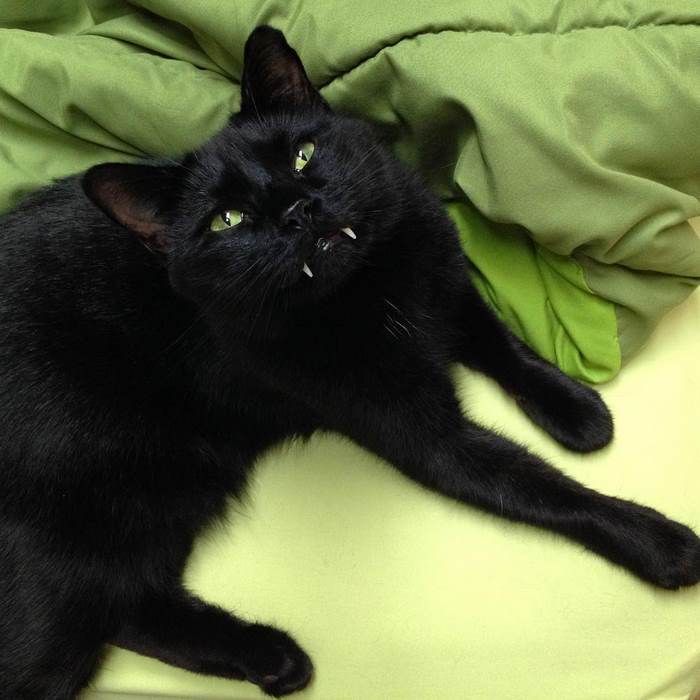 Woman Gets Surprised When Her Rescue Cat Turned Out to Be A “Vampire” Woman Gets Surprised When Her Rescue Cat Turned Out to Be A “Vampire”