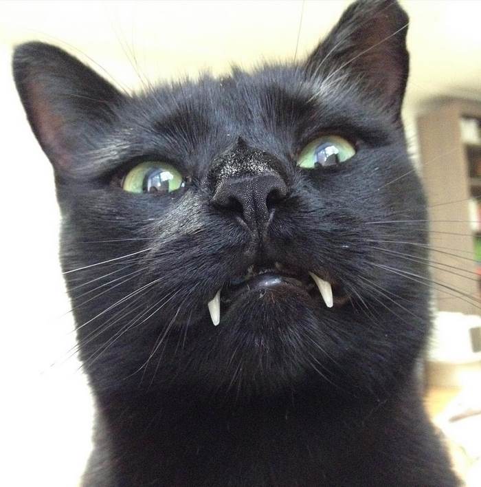 Woman Gets Surprised When Her Rescue Cat Turned Out to Be A “Vampire” Woman Gets Surprised When Her Rescue Cat Turned Out to Be A “Vampire”