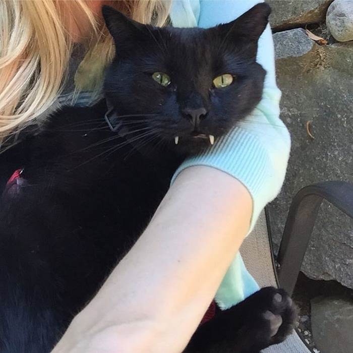 Woman Gets Surprised When Her Rescue Cat Turned Out to Be A “Vampire” Woman Gets Surprised When Her Rescue Cat Turned Out to Be A “Vampire”