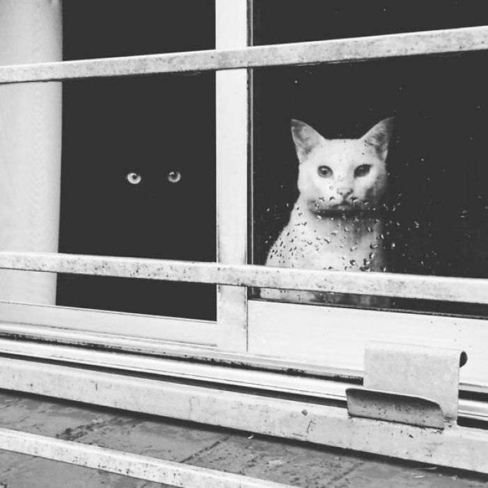 72 Yin And Yang Cats That Look Purffect Together Despite Their Differences