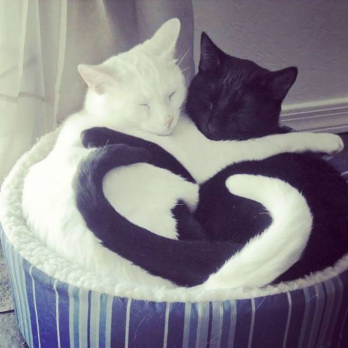 72 Yin And Yang Cats That Look Purffect Together Despite Their Differences