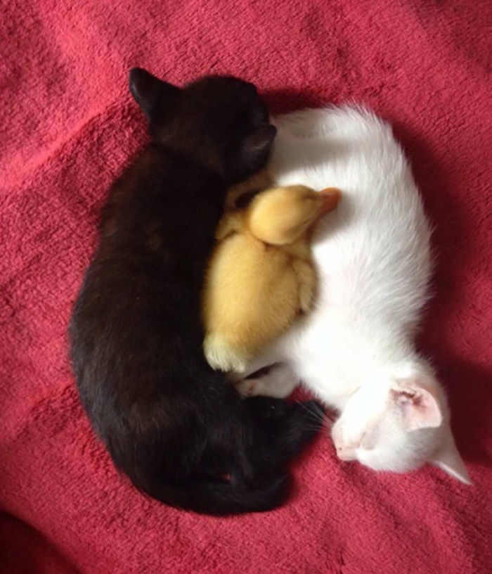 72 Yin And Yang Cats That Look Purffect Together Despite Their Differences