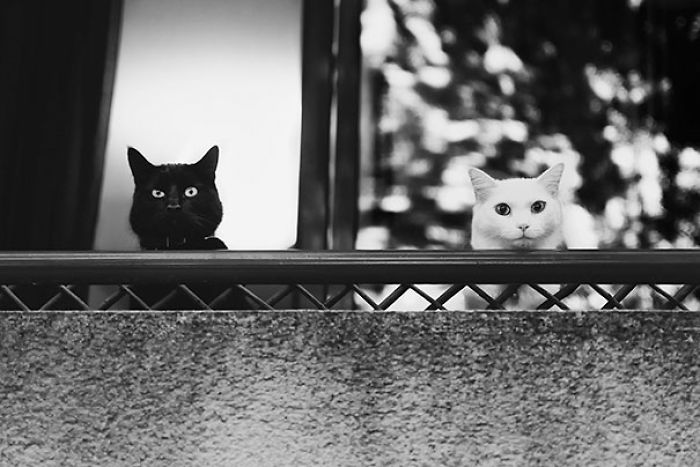 72 Yin And Yang Cats That Look Purffect Together Despite Their Differences