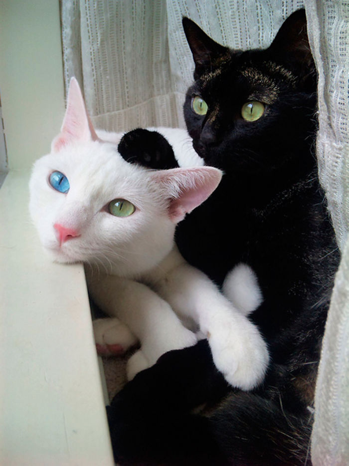 72 Yin And Yang Cats That Look Purffect Together Despite Their Differences