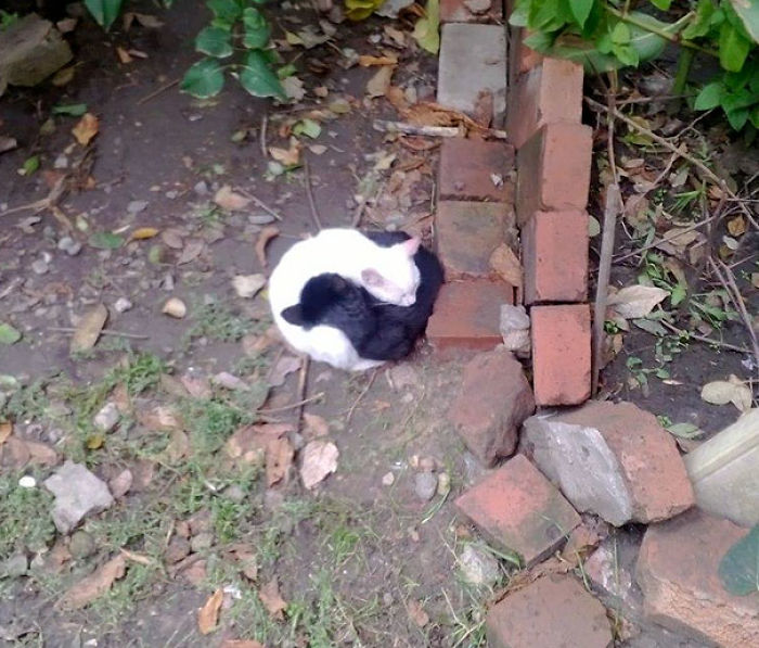 72 Yin And Yang Cats That Look Purffect Together Despite Their Differences