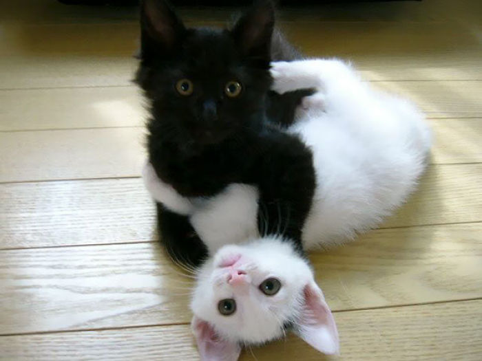 72 Yin And Yang Cats That Look Purffect Together Despite Their Differences
