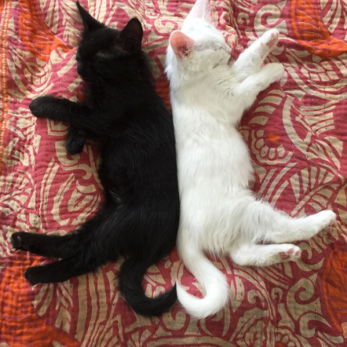 72 Yin And Yang Cats That Look Purffect Together Despite Their Differences