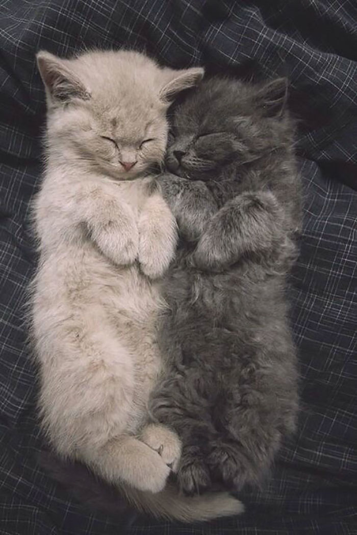 72 Yin And Yang Cats That Look Purffect Together Despite Their Differences