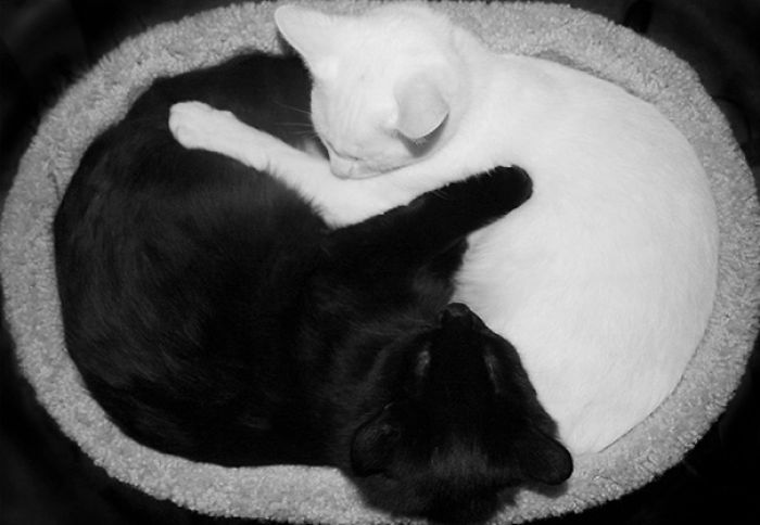 72 Yin And Yang Cats That Look Purffect Together Despite Their Differences