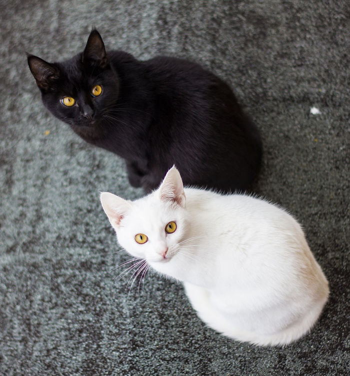 72 Yin And Yang Cats That Look Purffect Together Despite Their Differences
